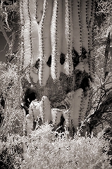 Dying Cactus Near Yuma, AZ � Dave Hickey
